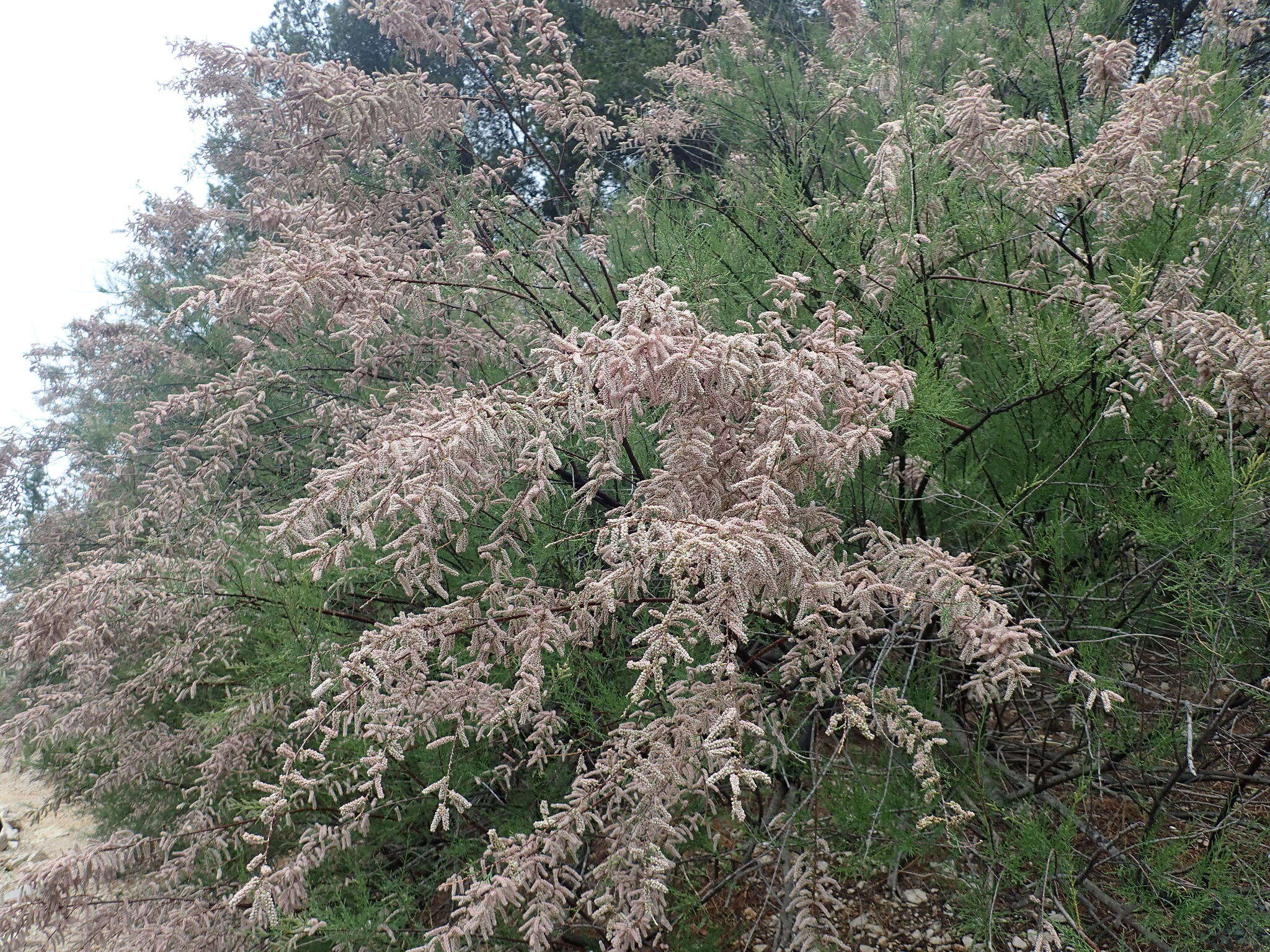 Image of African tamarisk