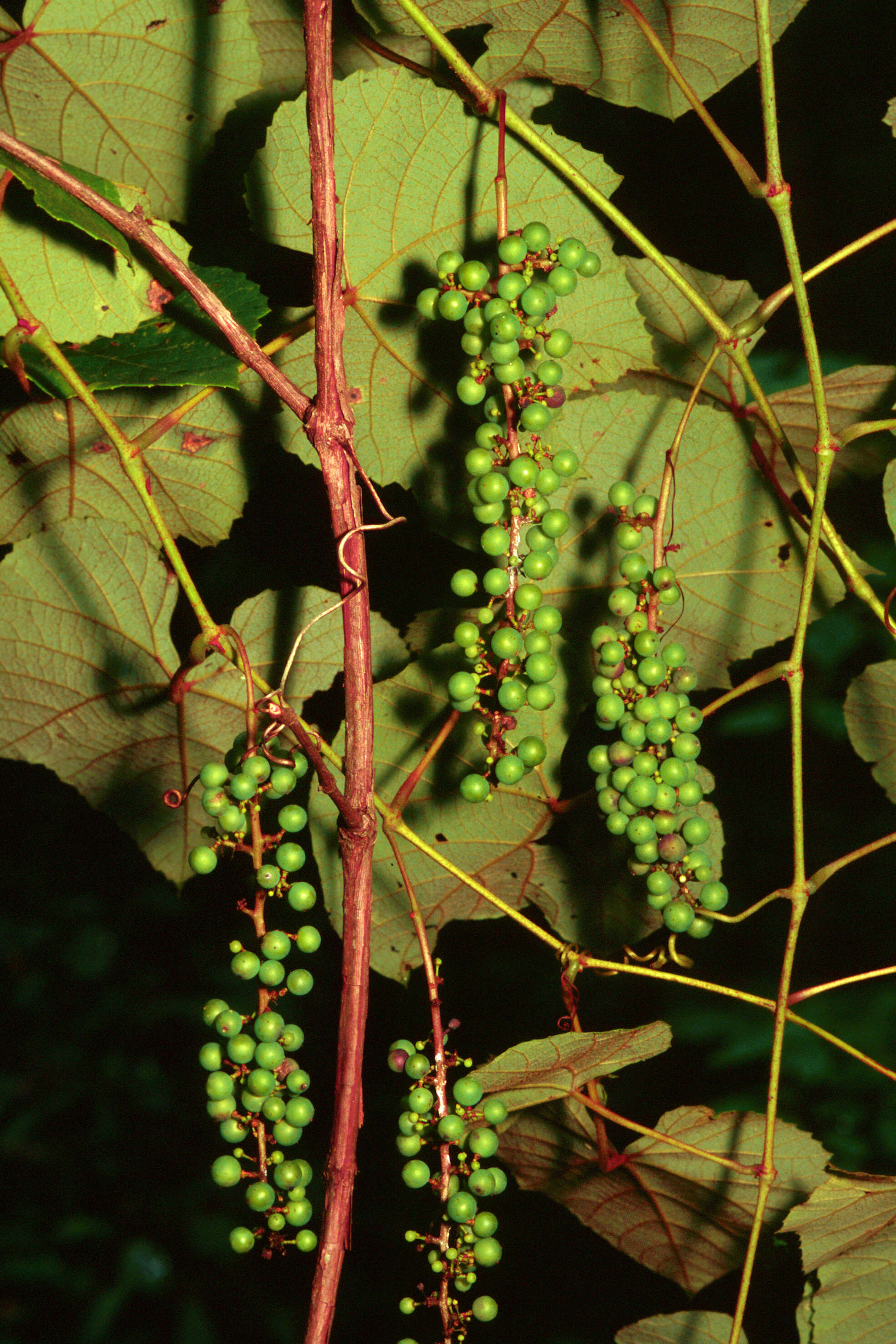 Image of summer grape