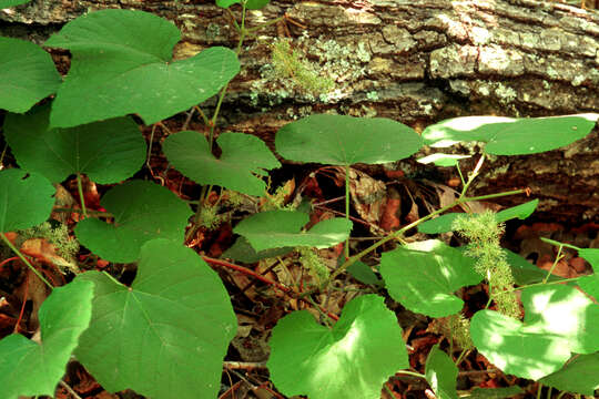 Image of summer grape