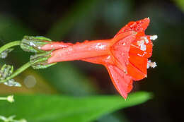 Слика од Ipomoea cholulensis Kunth