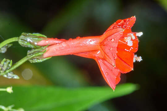 Image of Ipomoea cholulensis Kunth