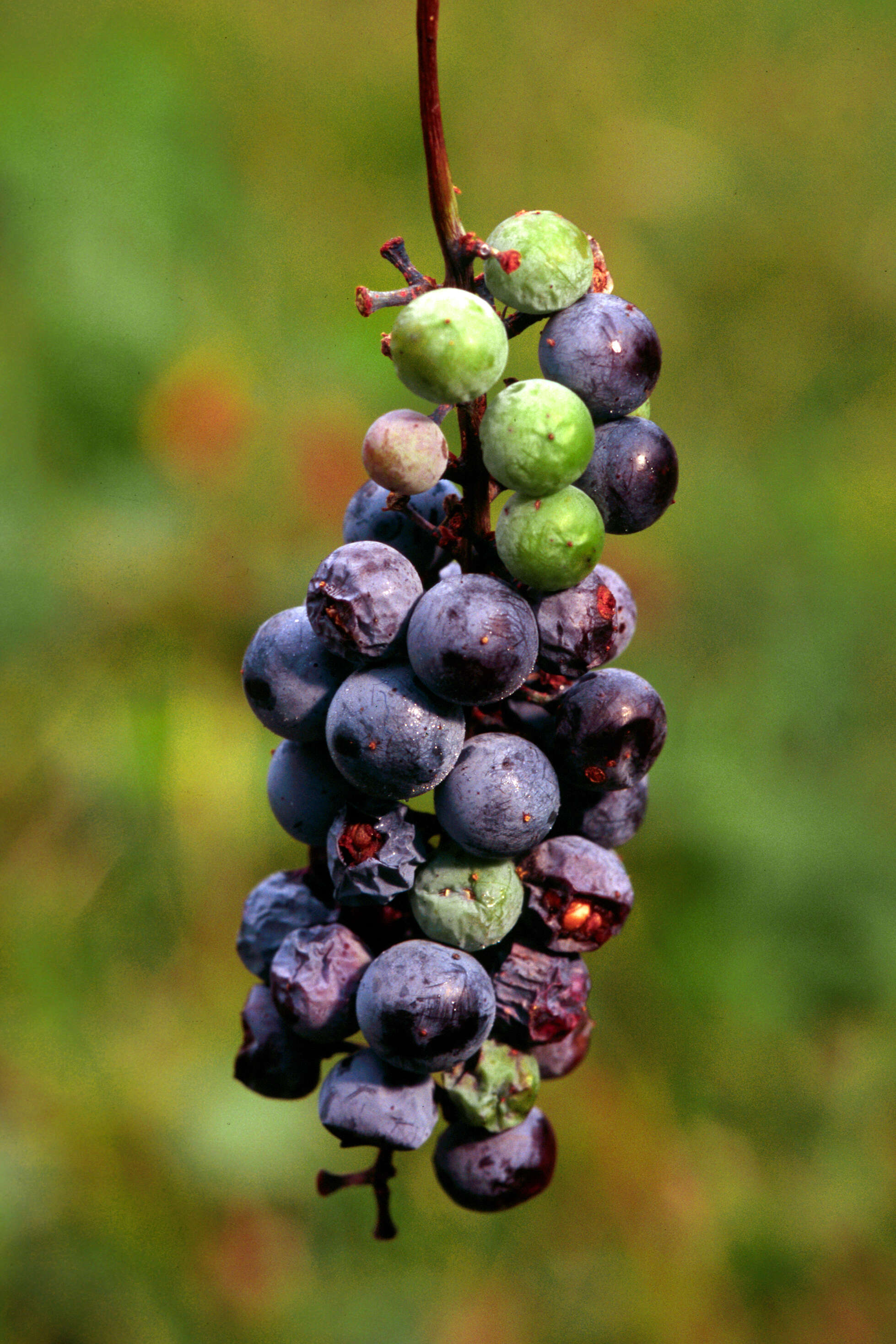 Image of summer grape