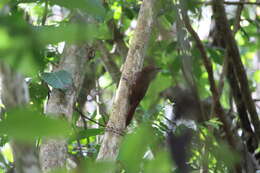 Image of Plain-brown Woodcreeper