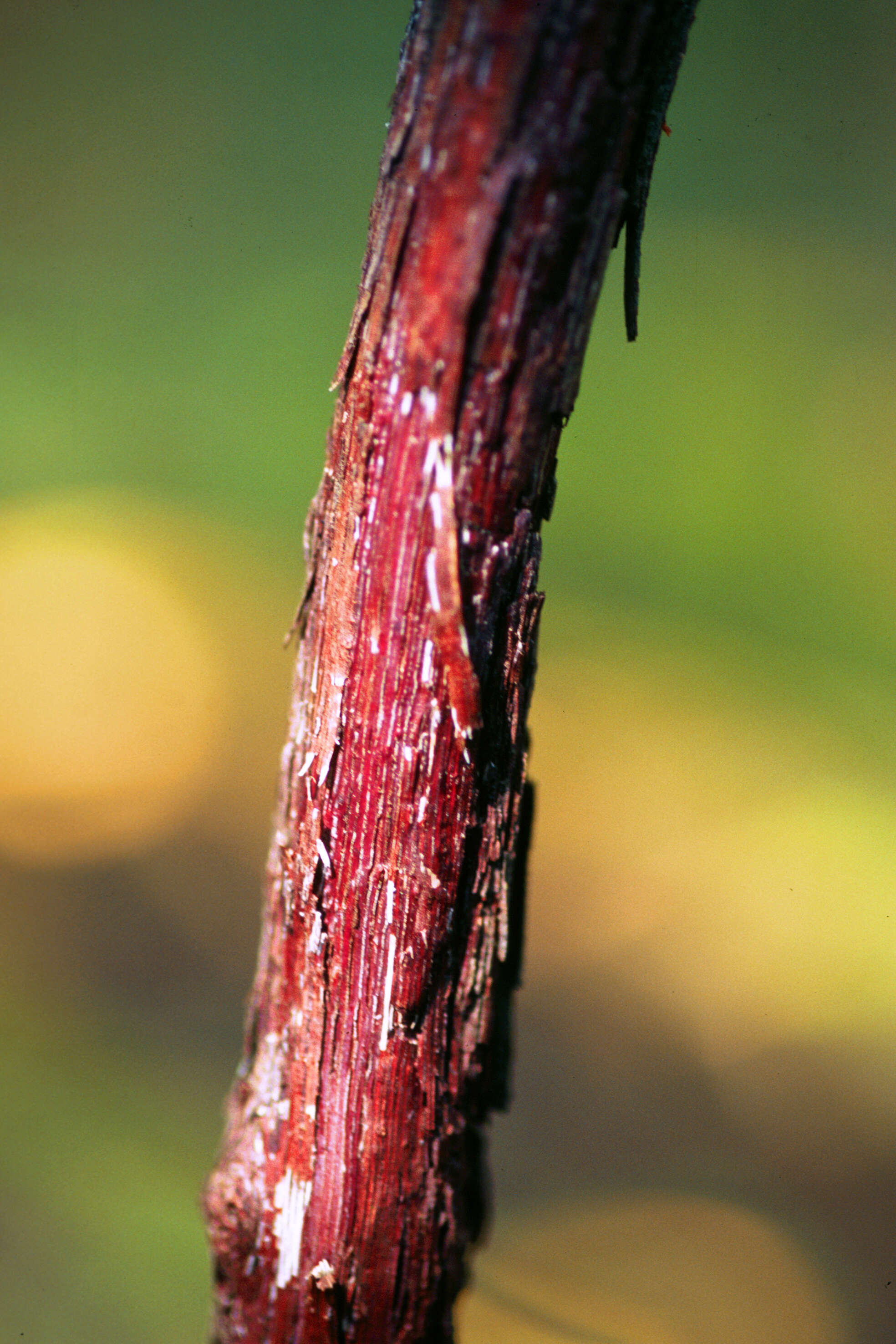 Image of summer grape