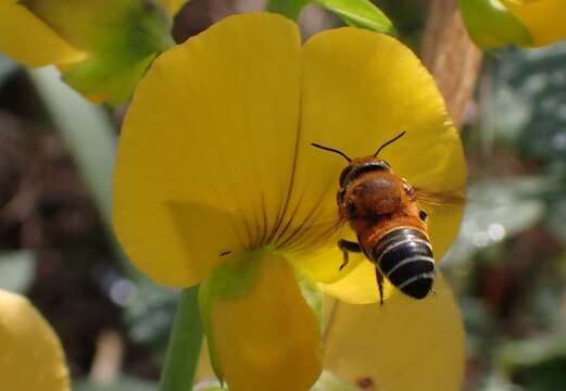 Image of Wooly Wall Bee