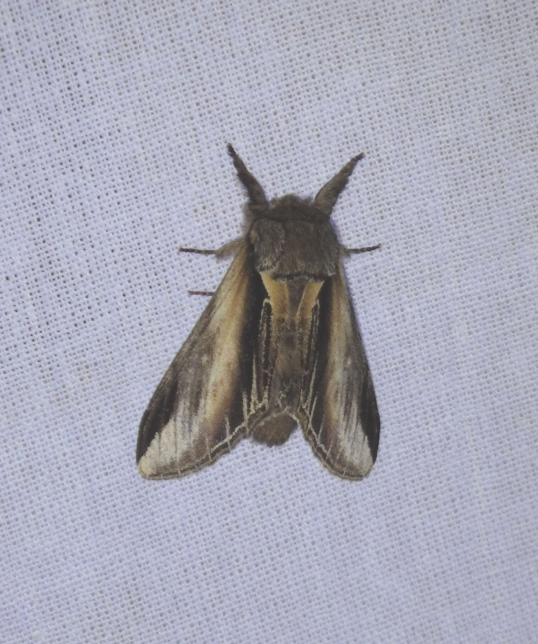 Image of Greater Swallow Prominent