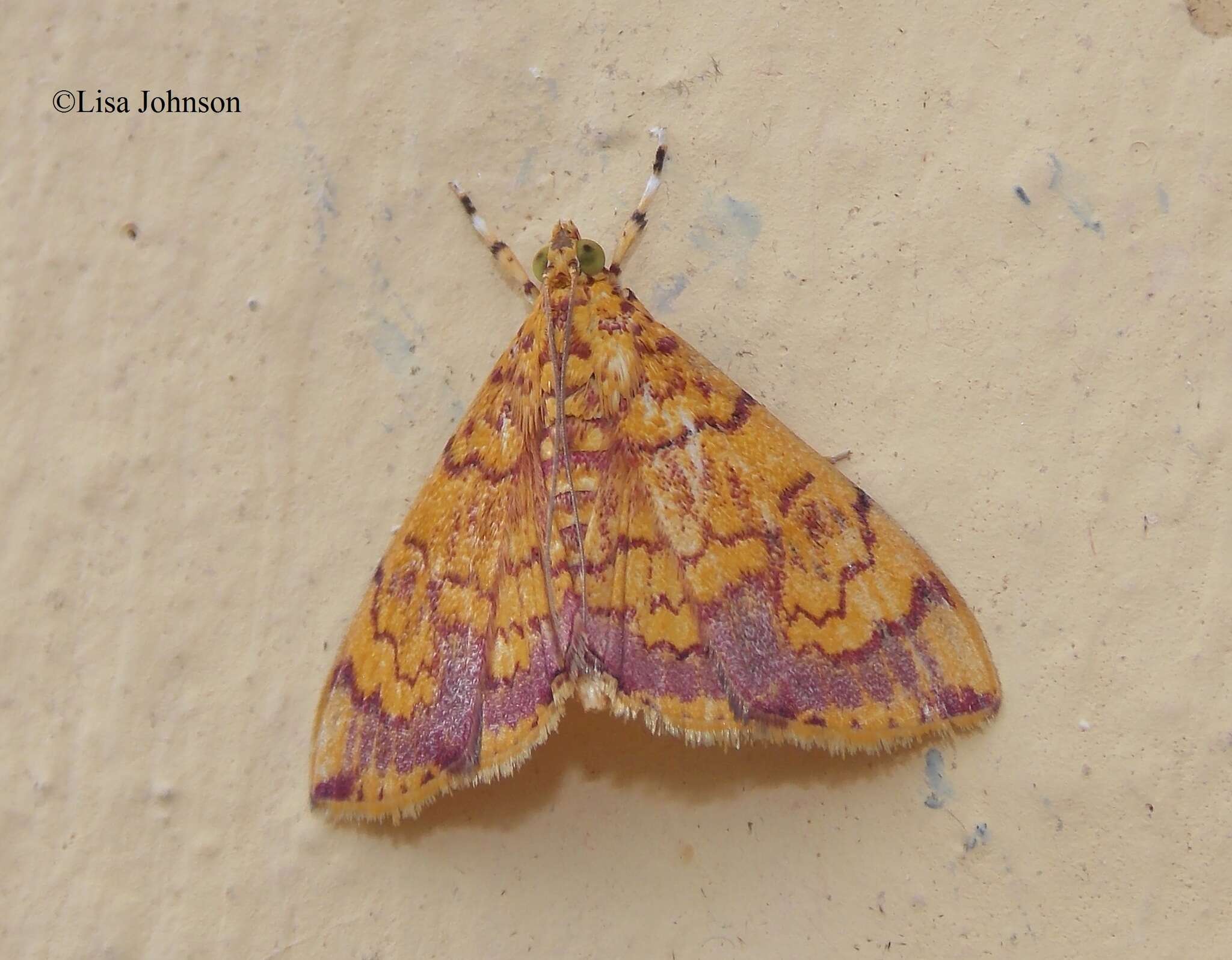 Portentomorpha xanthialis Guenée 1854 resmi