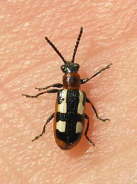 Image of Common asparagus beetle