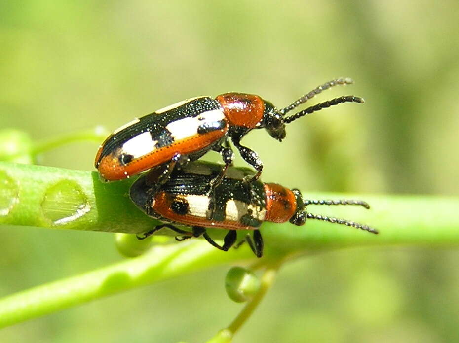 Image of Common asparagus beetle