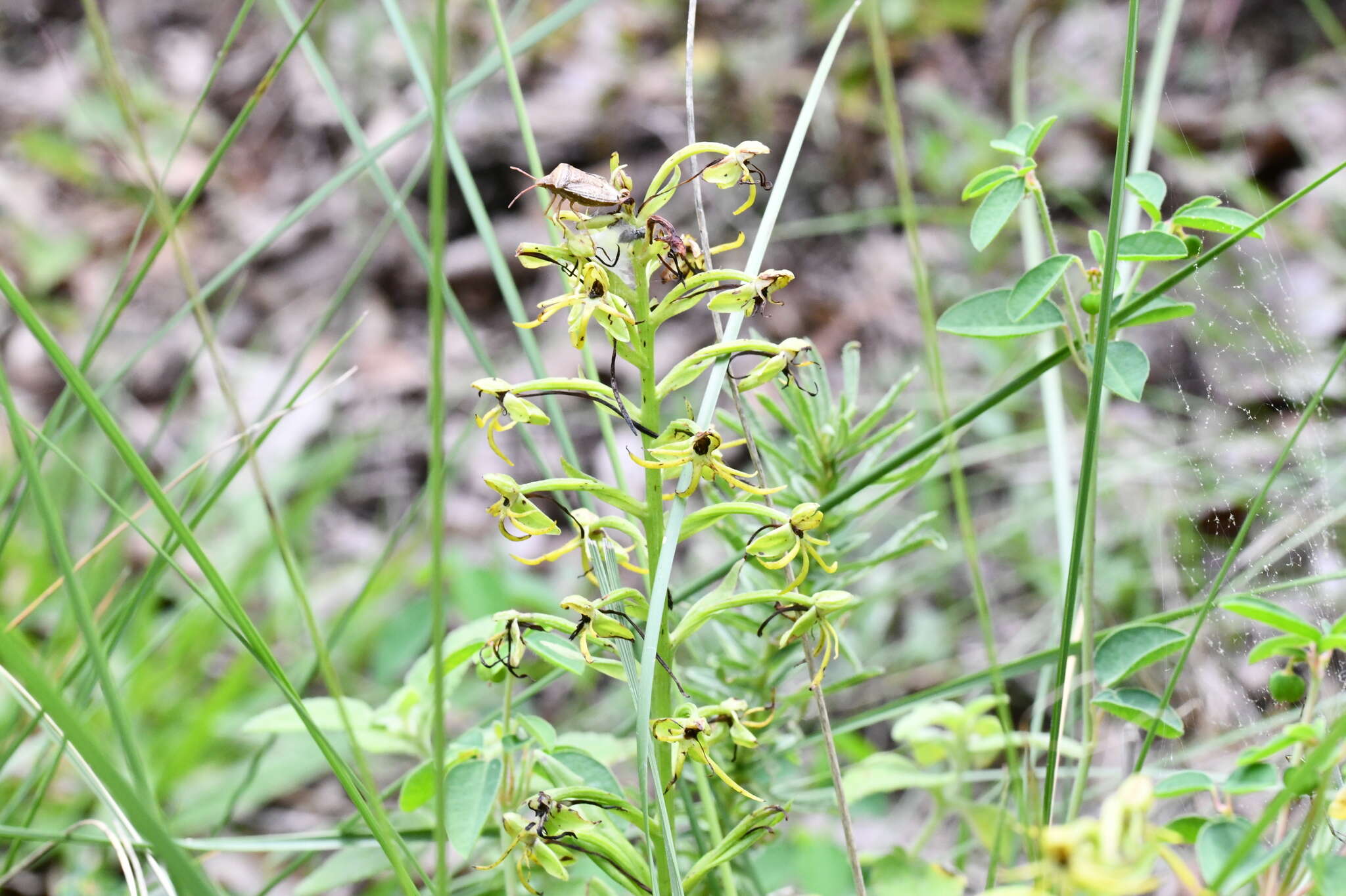 Habenaria novemfida Lindl. resmi