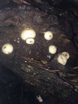 Image of Lycoperdon compactum G. Cunn. 1926