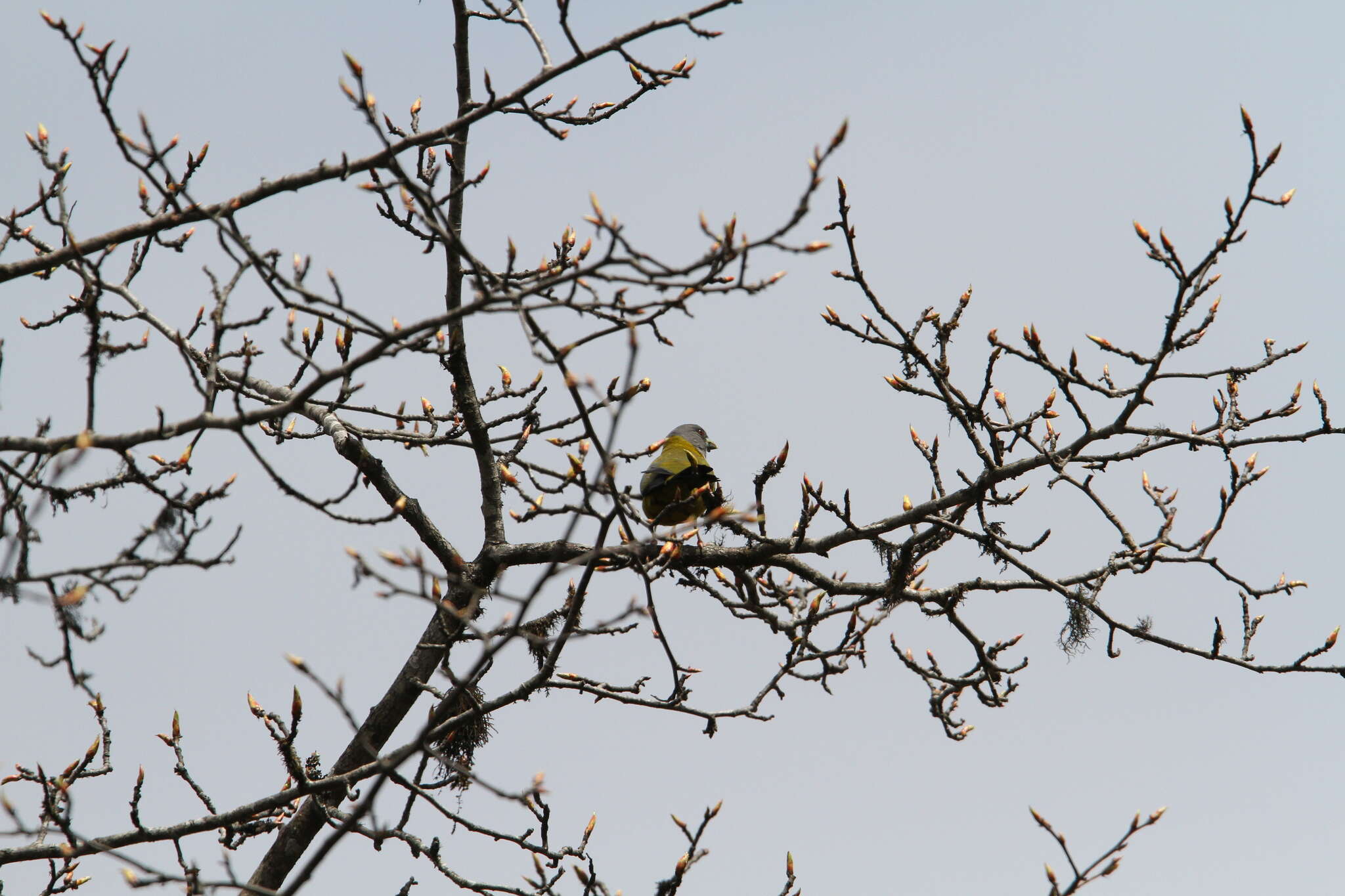 Image of Collared Grosbeak