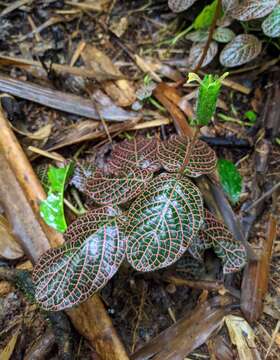 Fittonia albivenis (Lindl. ex Veitch) R. K. Brummitt resmi