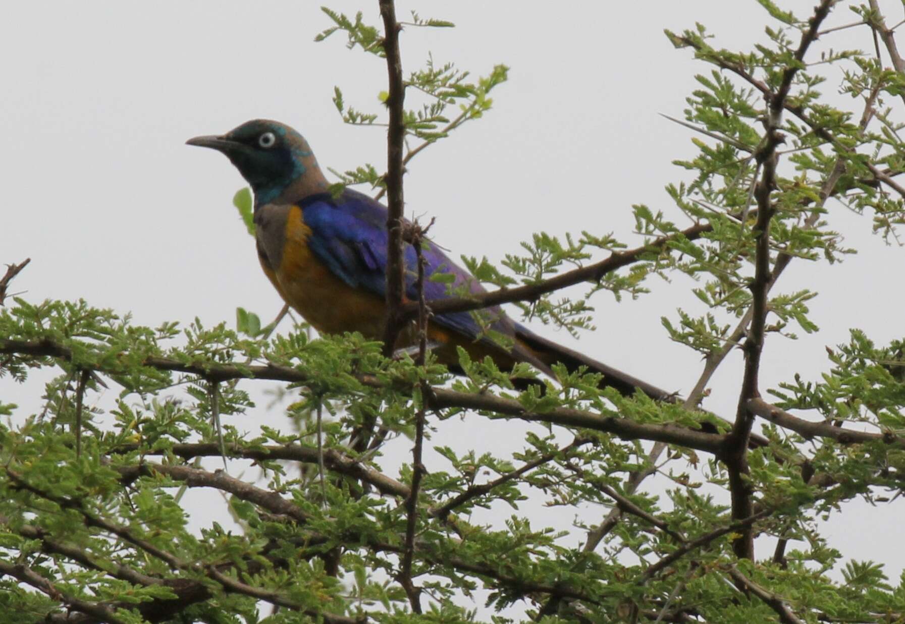 Image of Golden-breasted Starling
