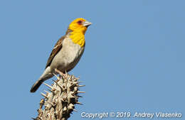 Image of Sakalava Weaver