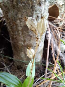 Image de Crepidium taurinum (Rchb. fil.) Szlach.