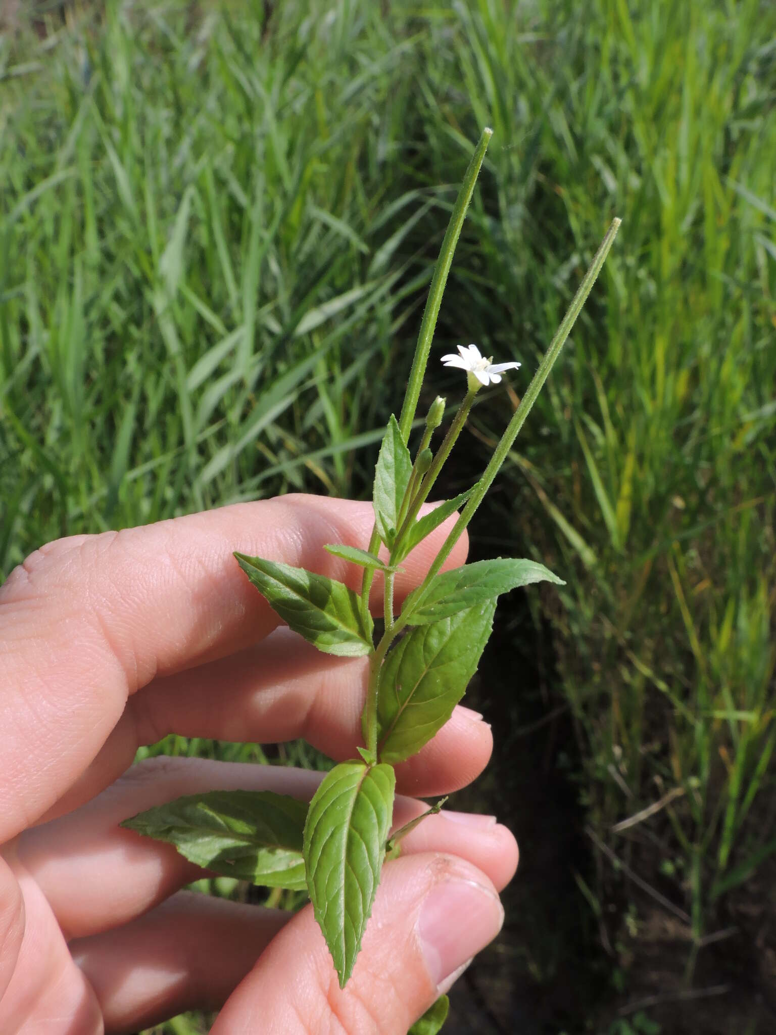 Imagem de Epilobium pseudorubescens A. K. Skvortsov