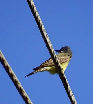 Image of Cassin's Kingbird