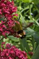 Image of broad-bordered bee hawk-moth