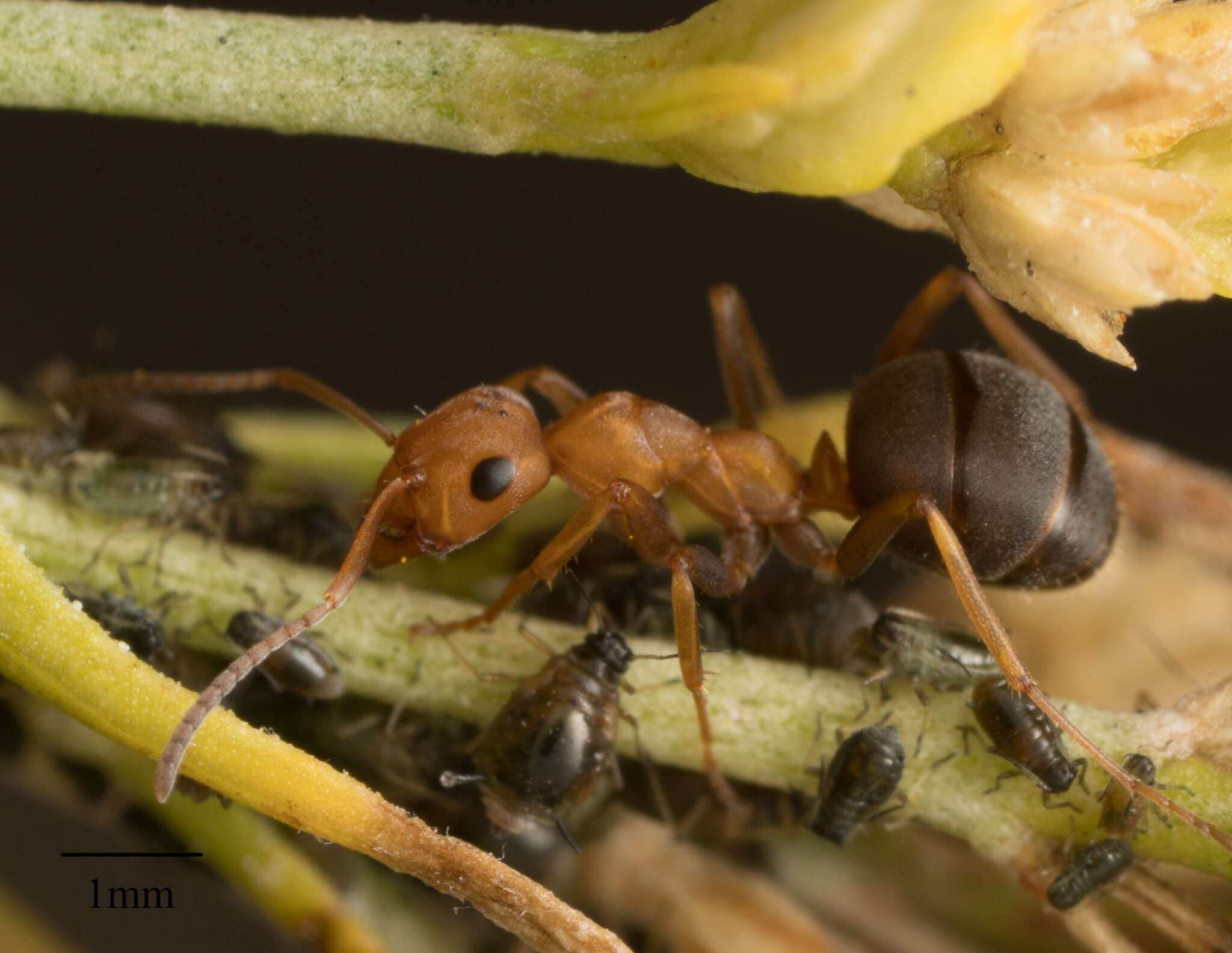 Image of Aphis (Zyxaphis) chrysothamni Wilson & H. F. 1915