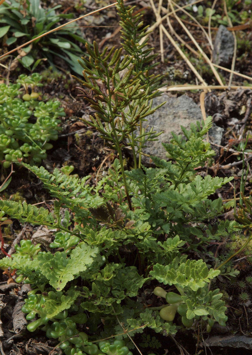 Sivun Cryptogramma acrostichoides R. Br. apud Richards. kuva