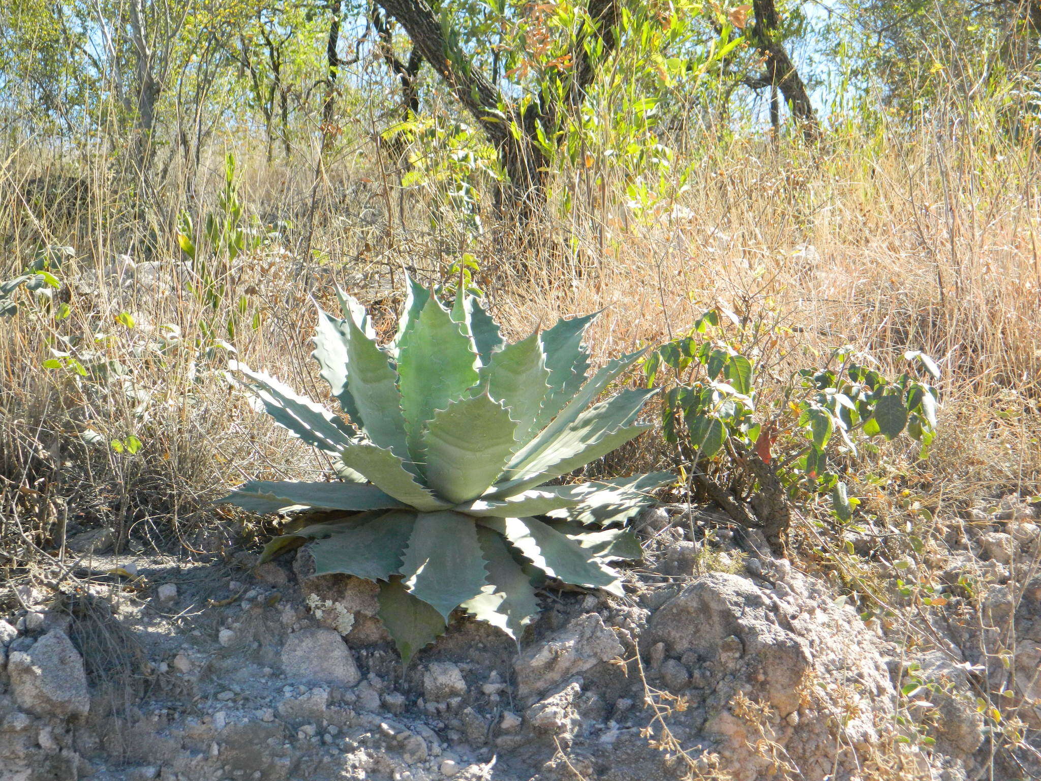 Image of Agave seemanniana Jacobi