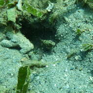 Image of Target shrimp goby
