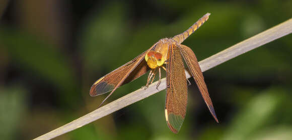 Image of Black Stream Glider