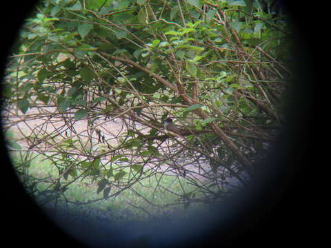 Image of Dusky-capped Flycatcher