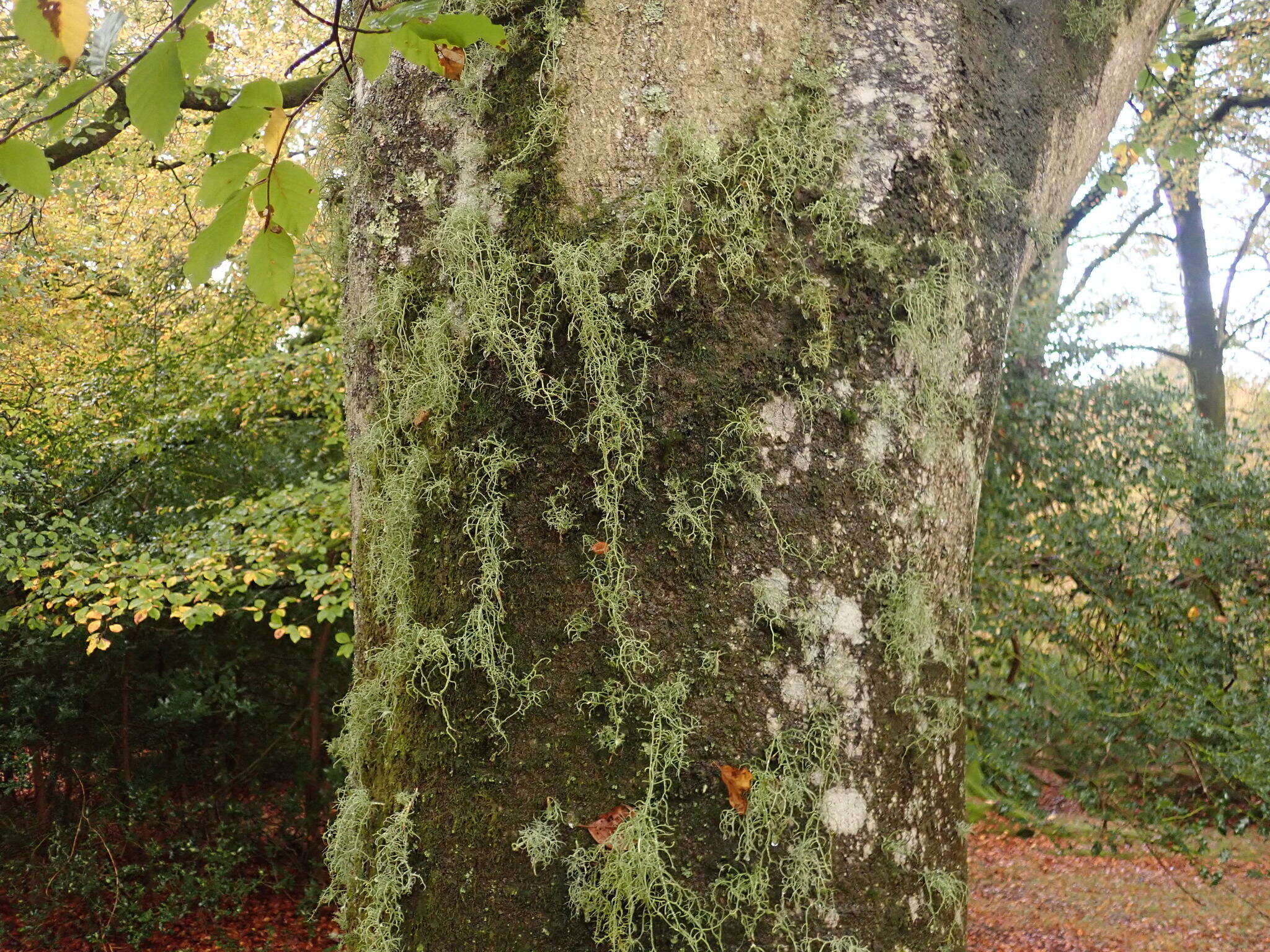 Image of Warty Beard Lichen