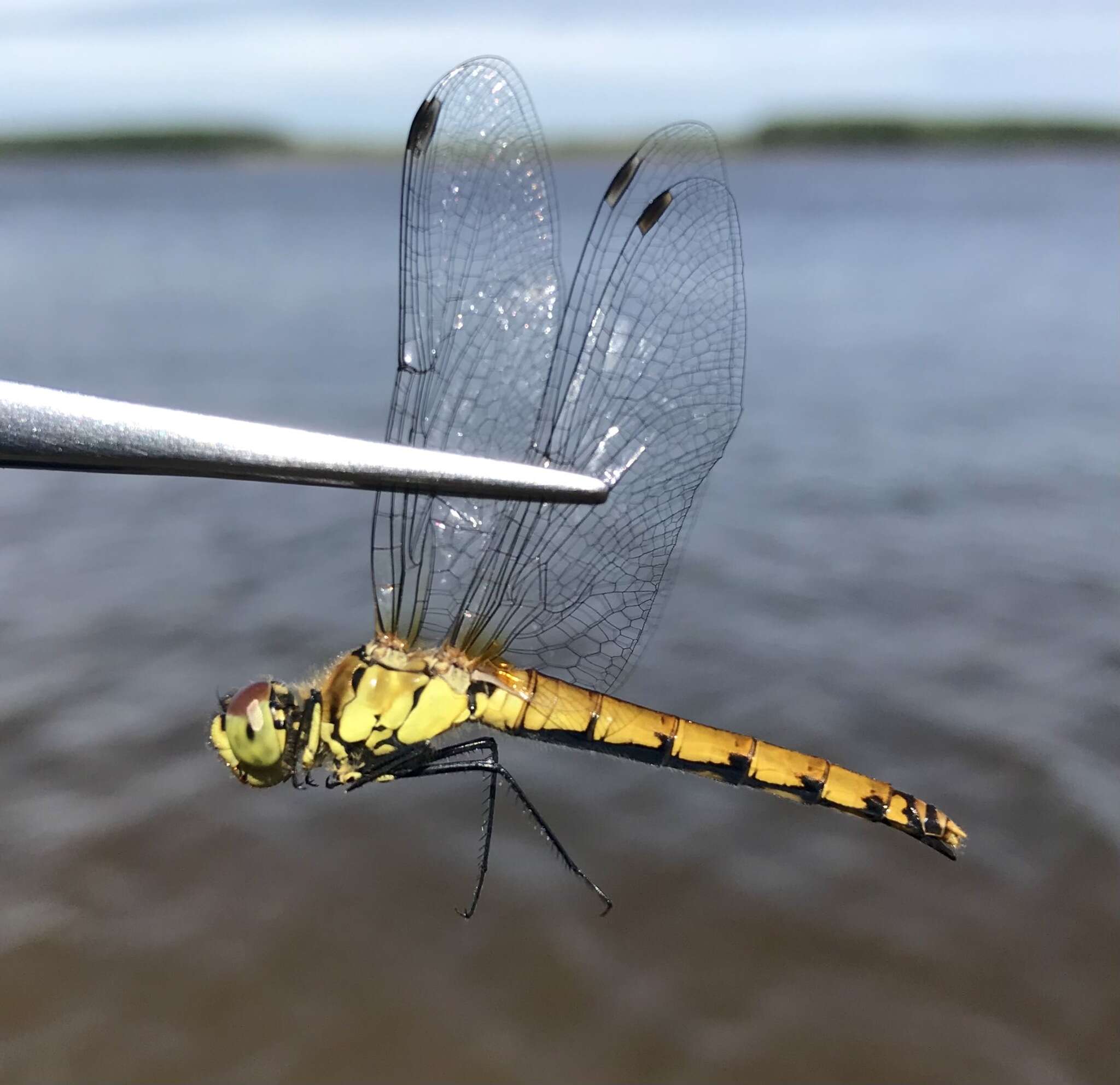 Sympetrum cordulegaster (Selys 1883) resmi