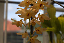 Imagem de Dendrobium moschatum (Banks) Sw.