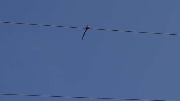 Image of Pin-tailed Whydah