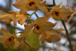 Imagem de Dendrobium moschatum (Banks) Sw.