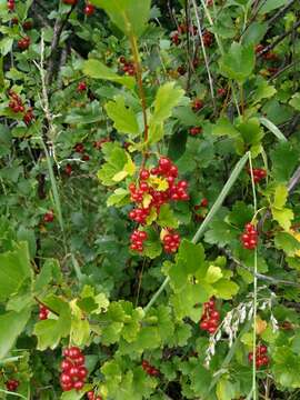 Image of Siberian currant