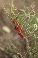 Image of Allocasuarina humilis (Otto & A. Dietr.) L. A. S. Johnson