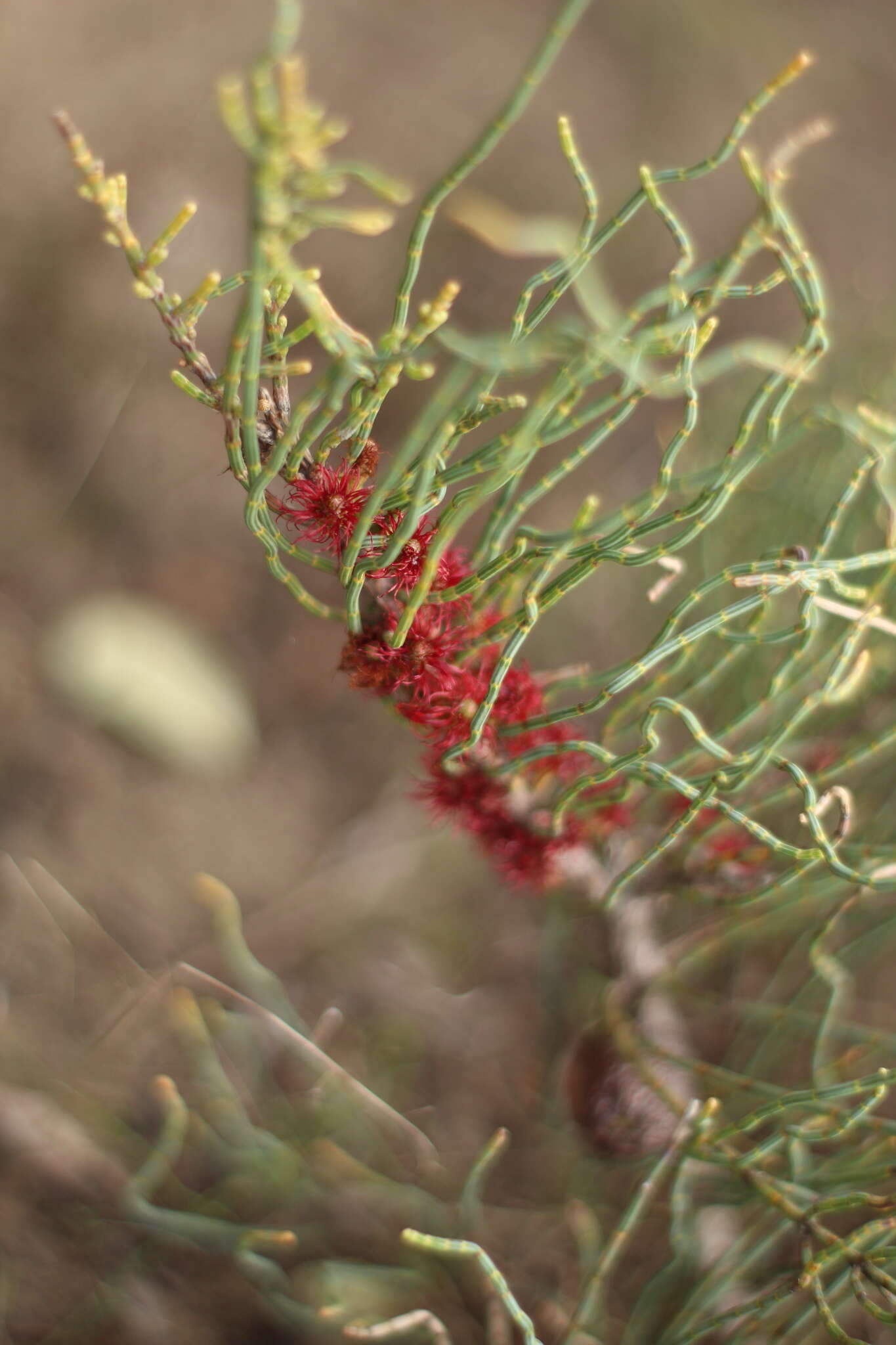 Image of Allocasuarina humilis (Otto & A. Dietr.) L. A. S. Johnson