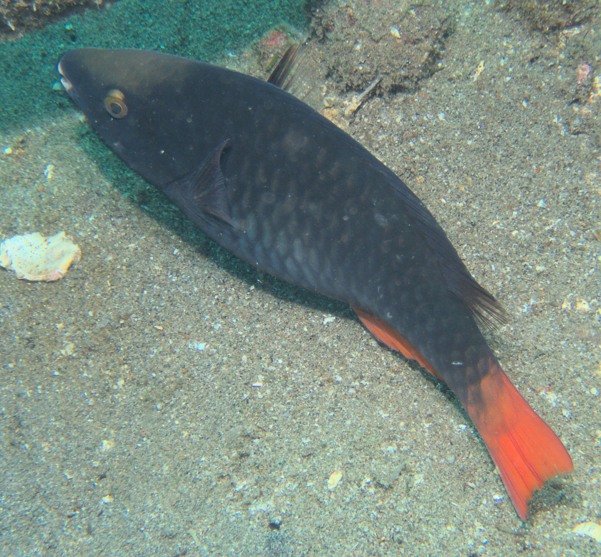 Image of Three-colour Parrotfish