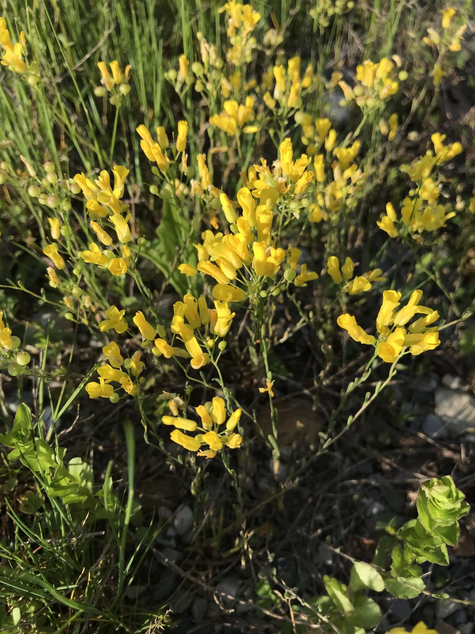 Image of Missouri bladderpod