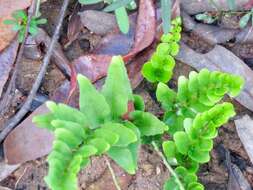 Image of Lindsaea agatii (Brack.) Lehtonen & Tuomisto