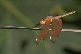 Image of Black Stream Glider