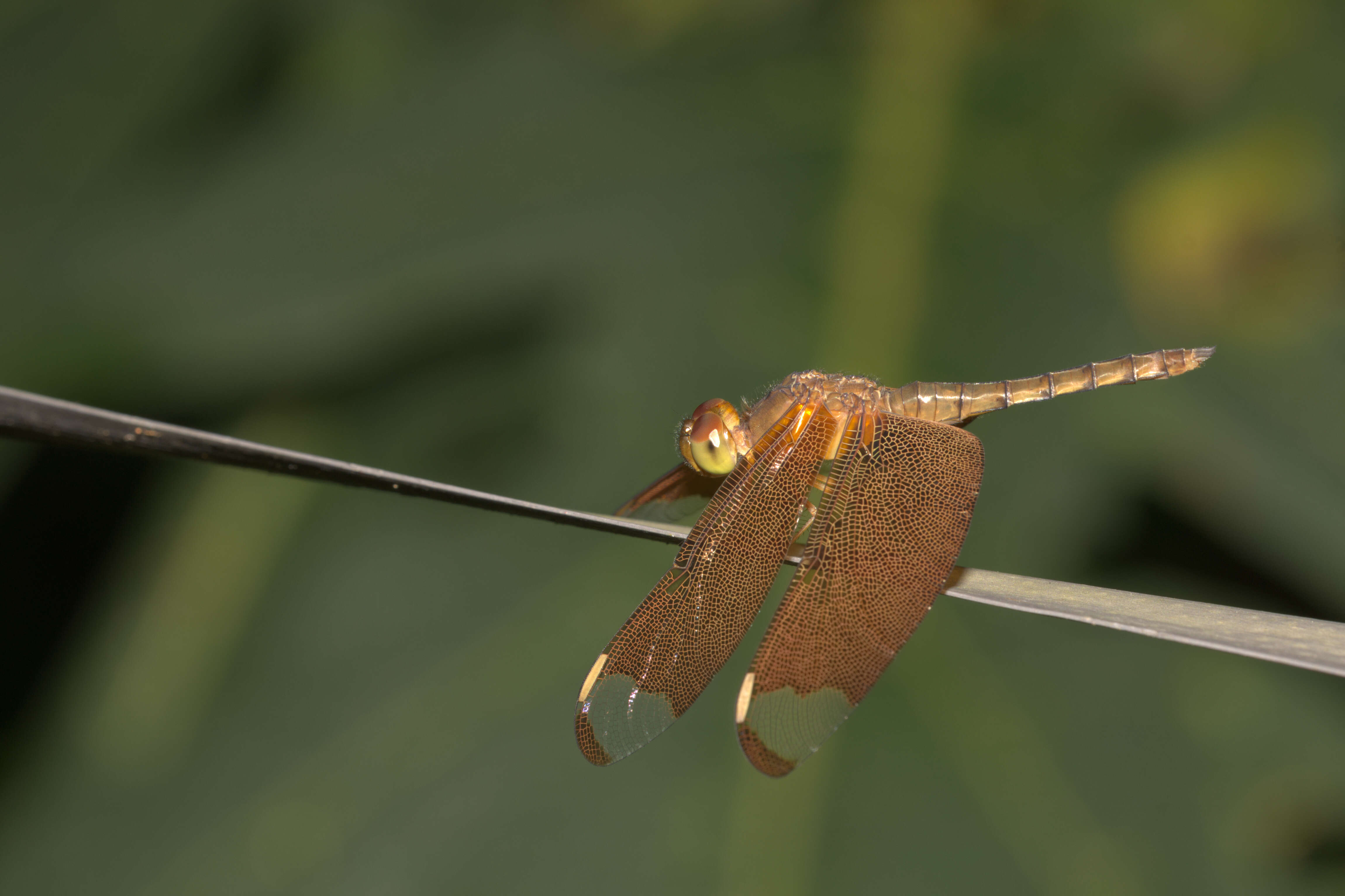 Image of Black Stream Glider