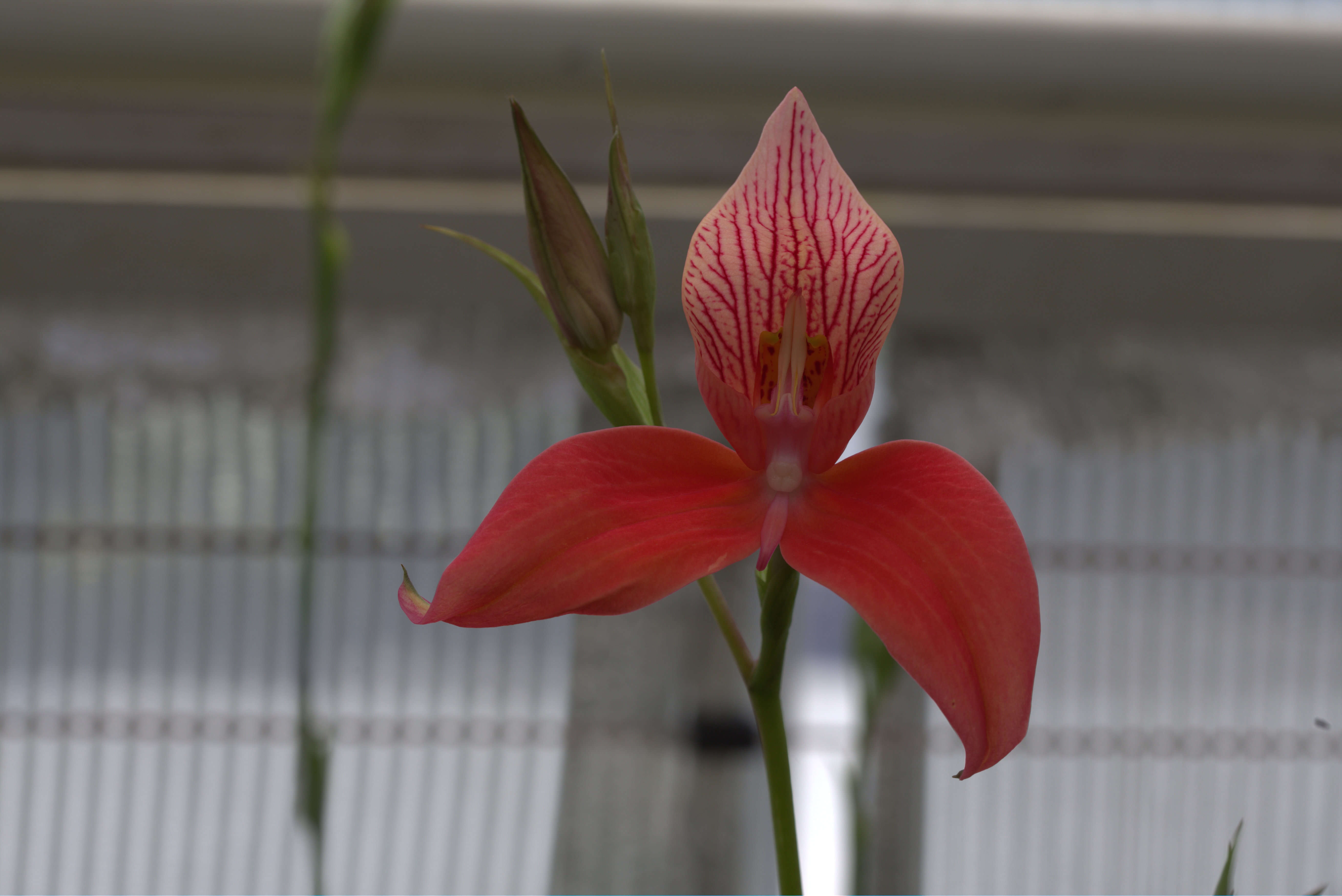 Image of Red Disa