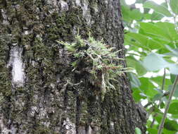 Image of Tillandsia tricholepis Baker