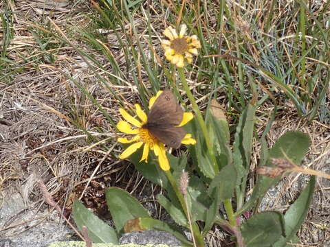 Image of Black Ringlet