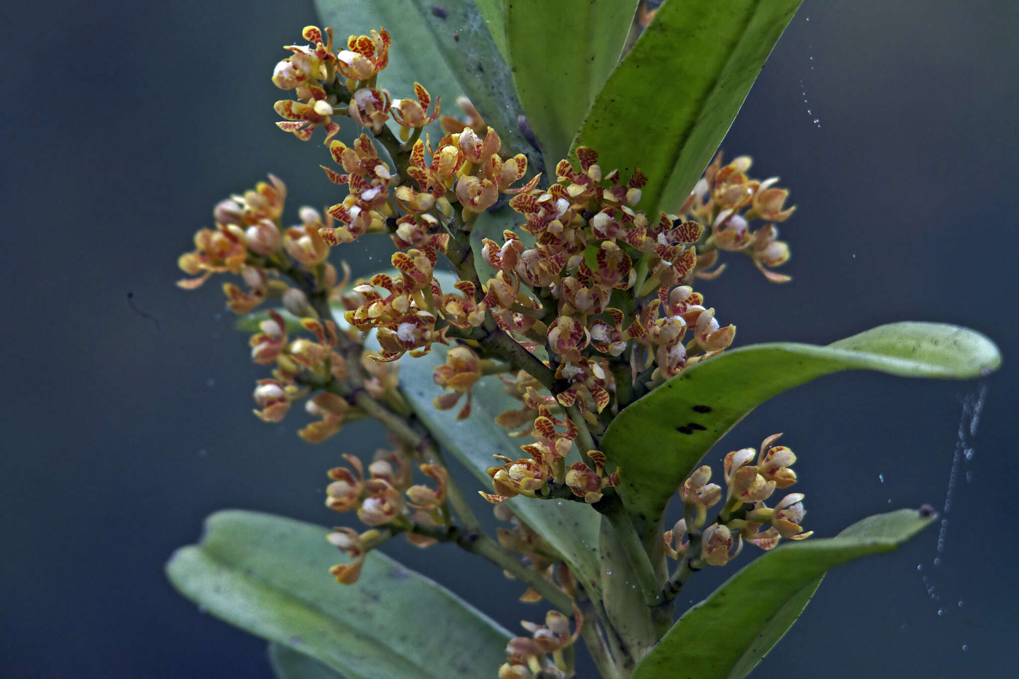 Image of Acampe ochracea (Lindl.) Hochr.