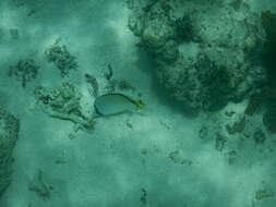 Image of Butterfly fish