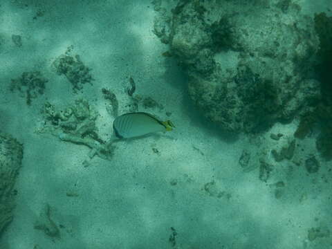 Image of Butterfly fish