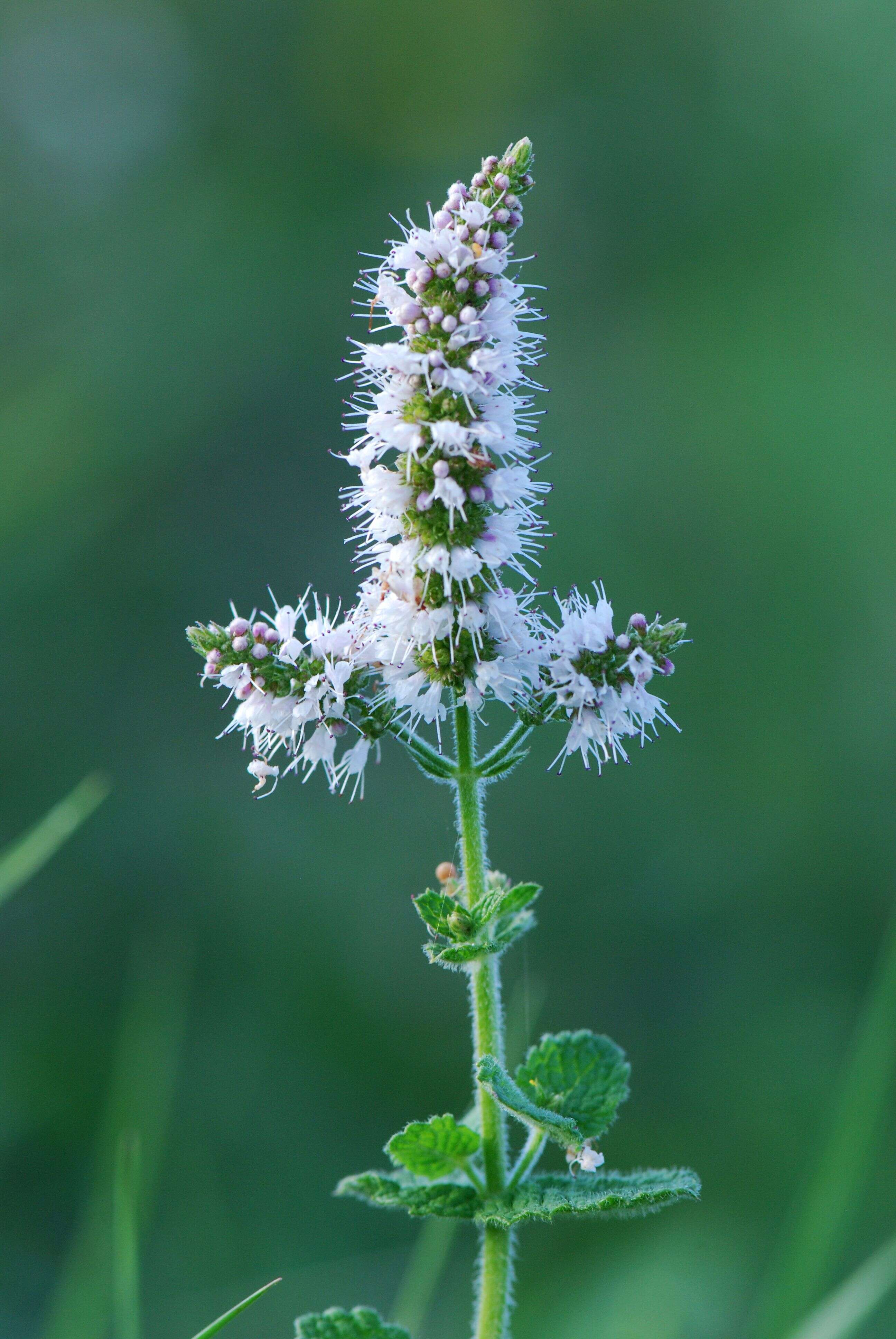 Image of Apple Mint