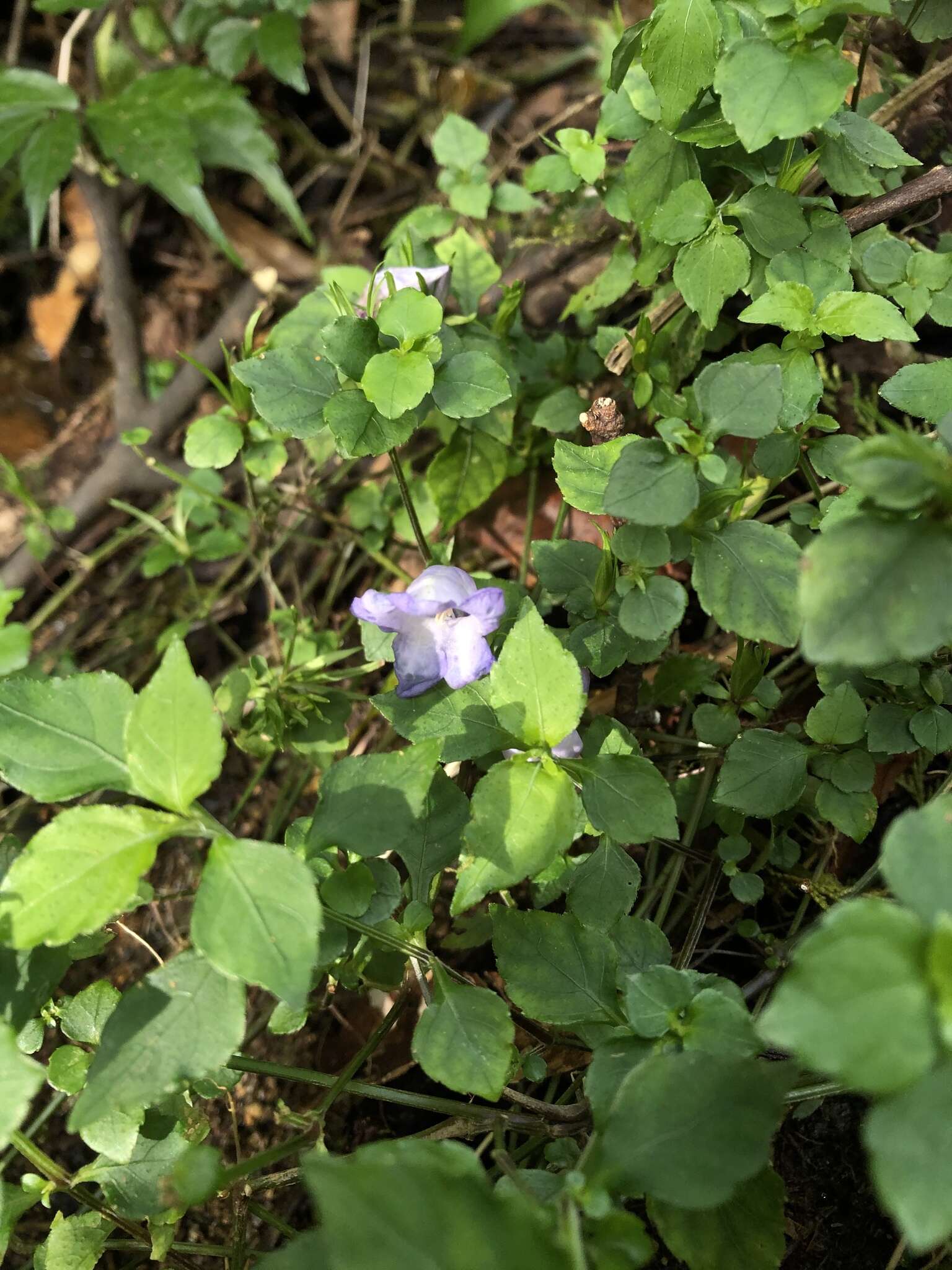 Strobilanthes rankanensis Hayata resmi